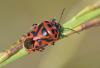 Eurydema ornata
